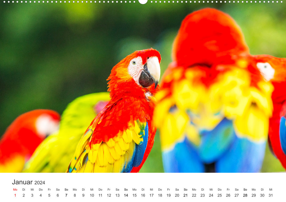 Bird World - The Kings of the Skies. (CALVENDO Premium Wall Calendar 2024) 