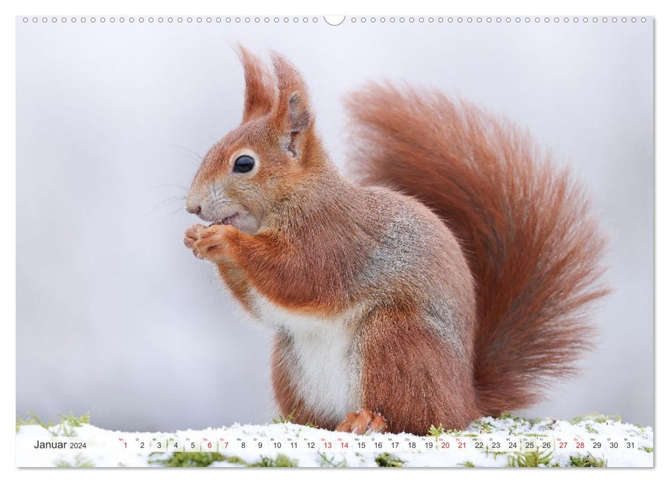 Besondere Augenblicke mit Eichhörnchen (CALVENDO Wandkalender 2024)