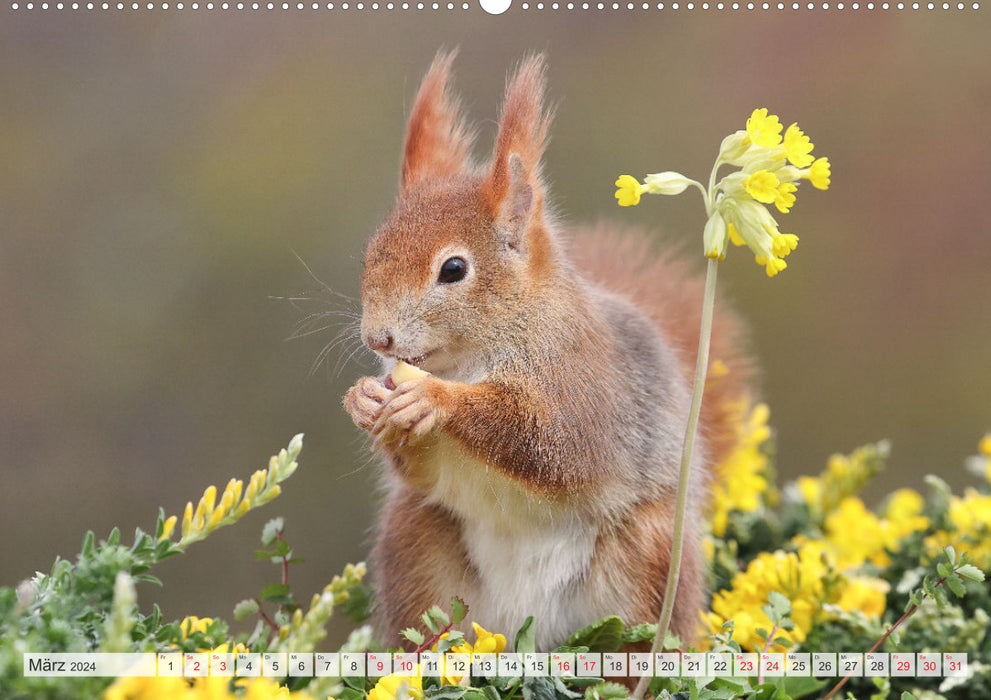 Special moments with squirrels (CALVENDO wall calendar 2024) 