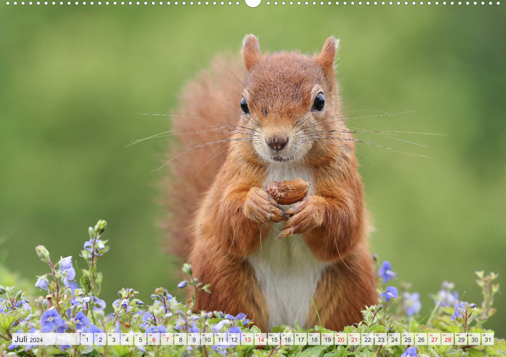 Besondere Augenblicke mit Eichhörnchen (CALVENDO Wandkalender 2024)