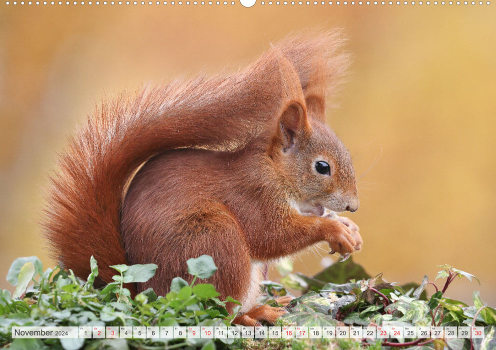 Special moments with squirrels (CALVENDO Premium Wall Calendar 2024) 