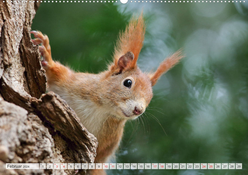 Special moments with squirrels (CALVENDO Premium Wall Calendar 2024) 