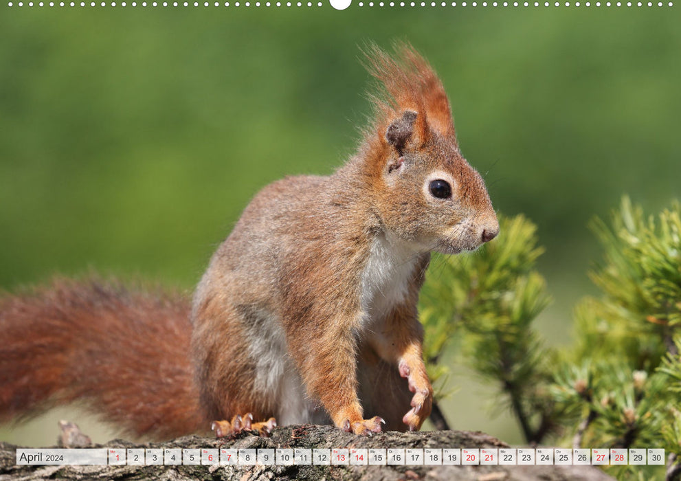 Besondere Augenblicke mit Eichhörnchen (CALVENDO Premium Wandkalender 2024)