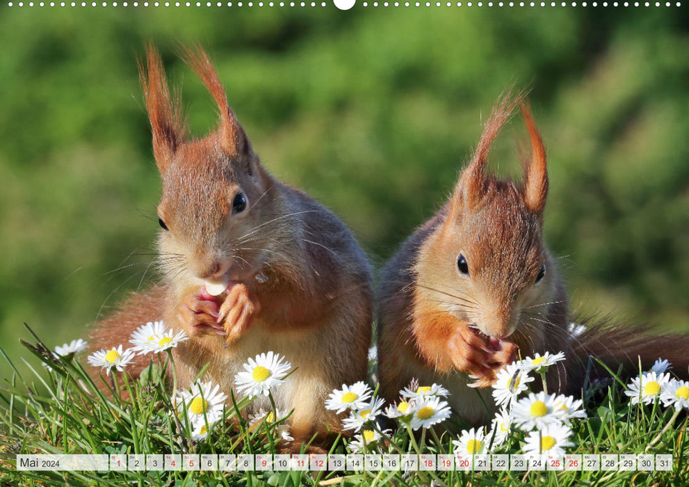 Besondere Augenblicke mit Eichhörnchen (CALVENDO Premium Wandkalender 2024)