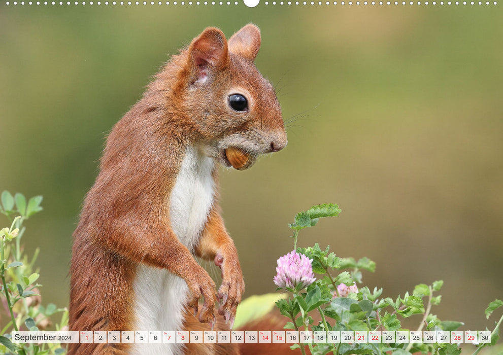 Besondere Augenblicke mit Eichhörnchen (CALVENDO Premium Wandkalender 2024)