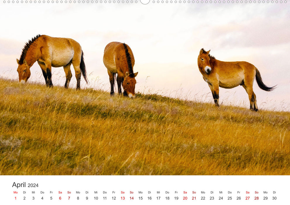 Mongolia - Endless steppe and wild nature. (CALVENDO wall calendar 2024) 