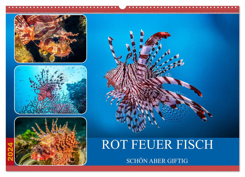 Rot Feuer Fisch (CALVENDO Wandkalender 2024)