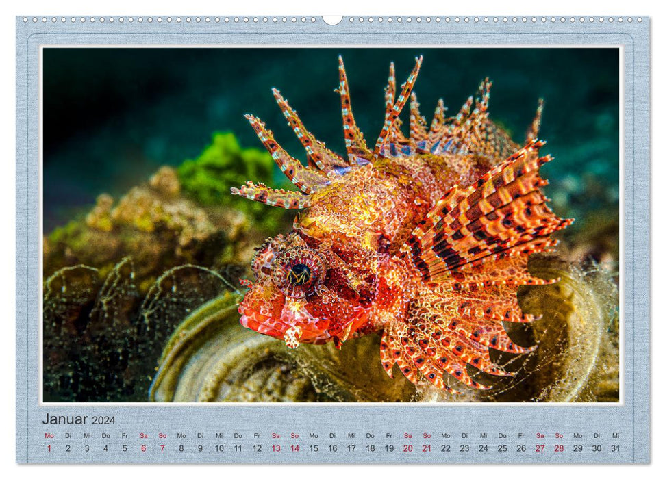 Red Fire Fish (CALVENDO Wall Calendar 2024) 