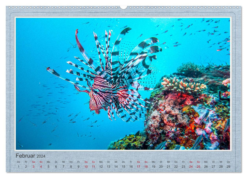 Red Fire Fish (CALVENDO Wall Calendar 2024) 