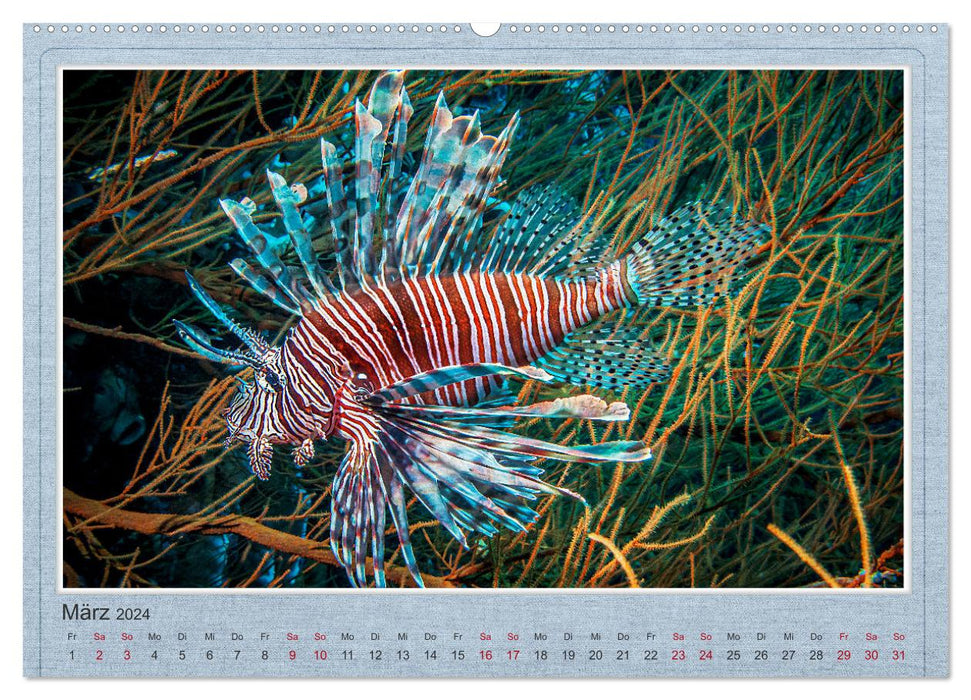 Red Fire Fish (CALVENDO Wall Calendar 2024) 