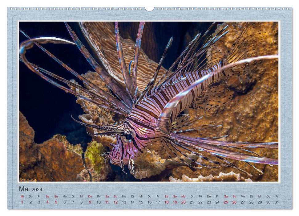 Red Fire Fish (CALVENDO Wall Calendar 2024) 