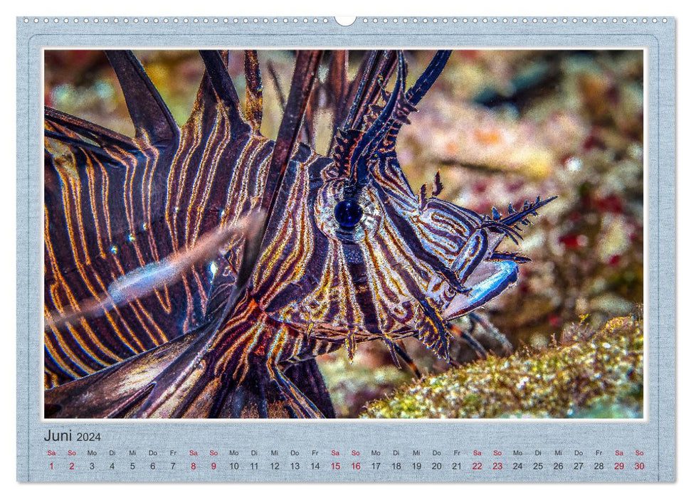 Red Fire Fish (CALVENDO Wall Calendar 2024) 