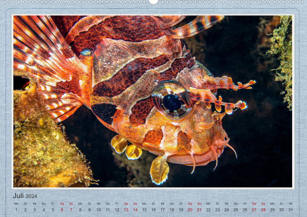Rot Feuer Fisch (CALVENDO Wandkalender 2024)