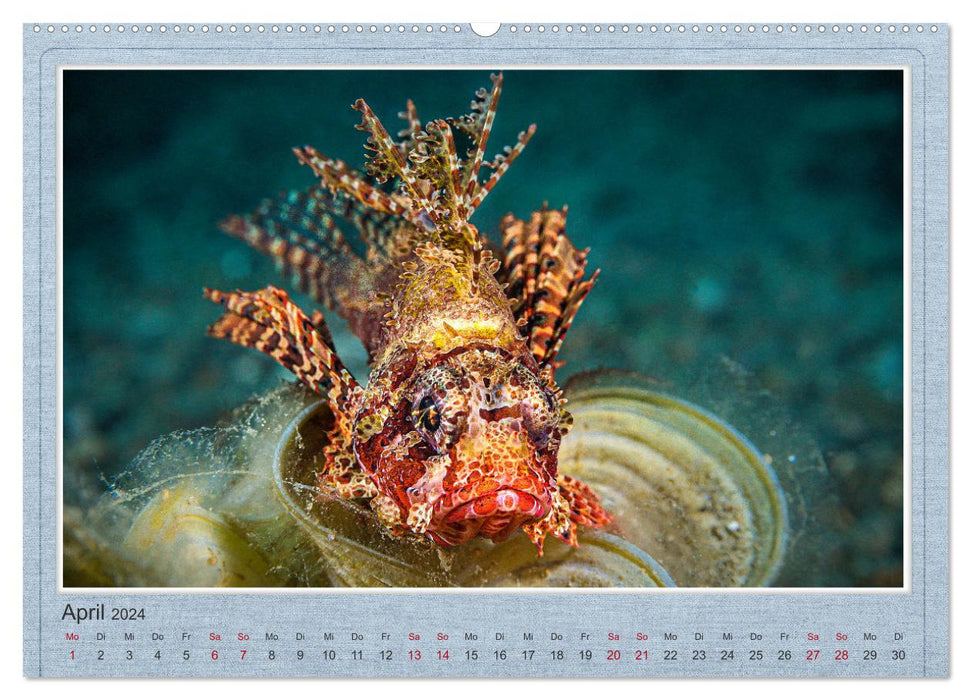 Rot Feuer Fisch (CALVENDO Premium Wandkalender 2024)