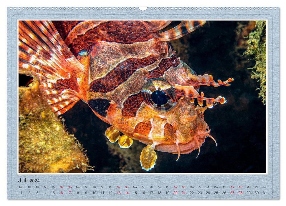 Rot Feuer Fisch (CALVENDO Premium Wandkalender 2024)