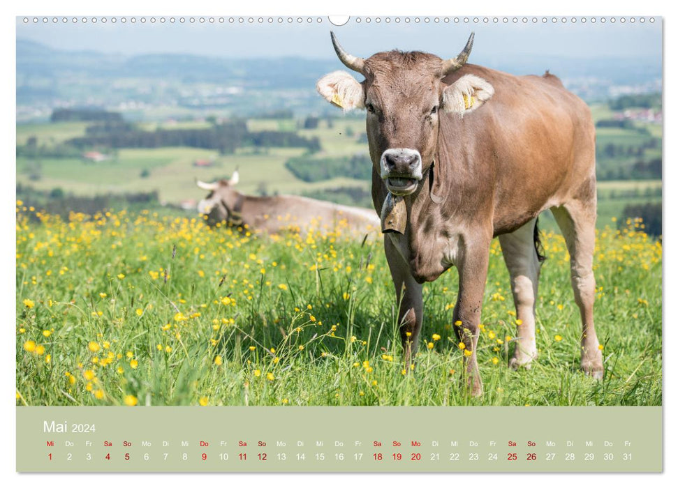 Heimweh Allgäu 2024 (CALVENDO Premium Wandkalender 2024)