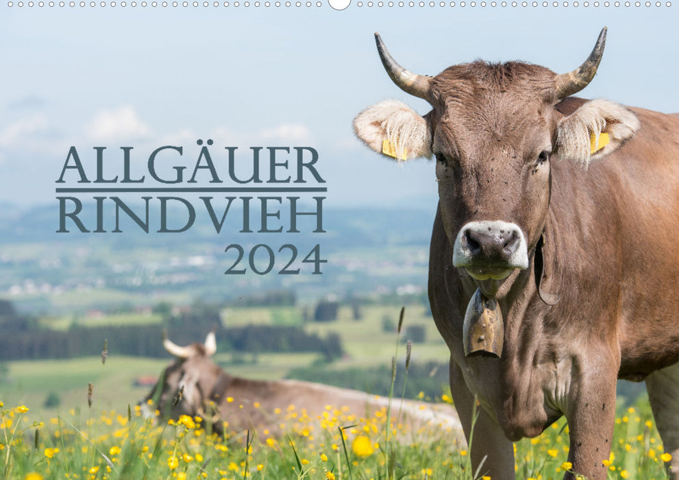 Allgäuer Rindvieh 2024 (CALVENDO Wandkalender 2024)