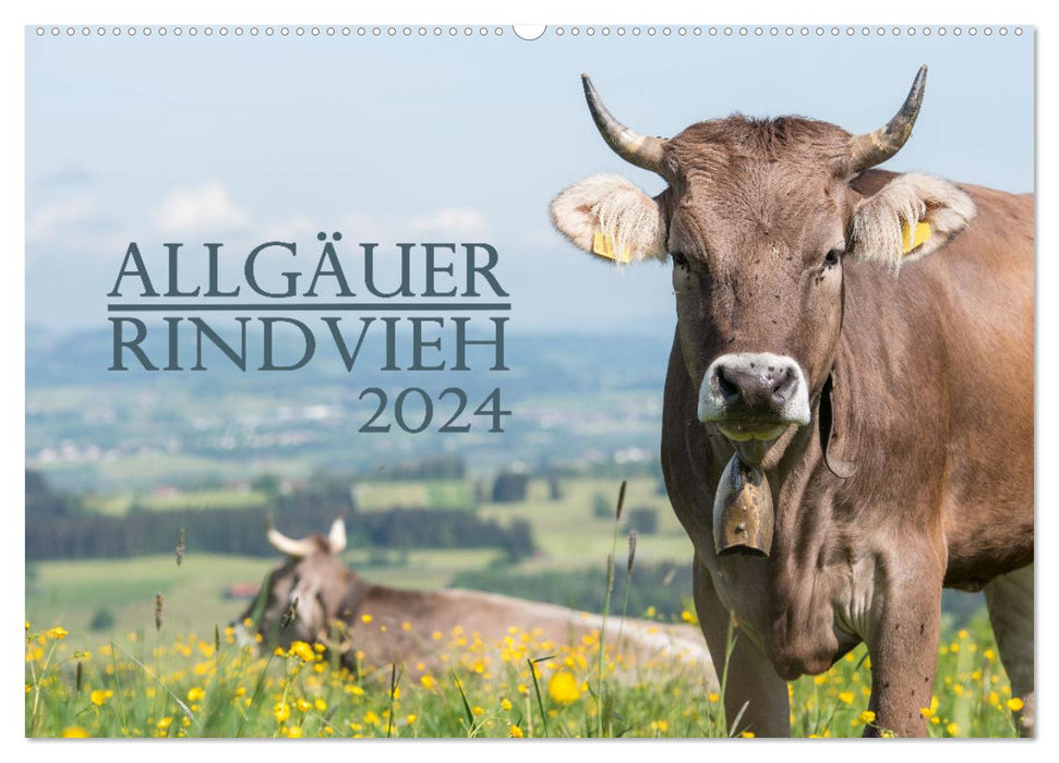 Allgäuer Rindvieh 2024 (CALVENDO Wandkalender 2024)