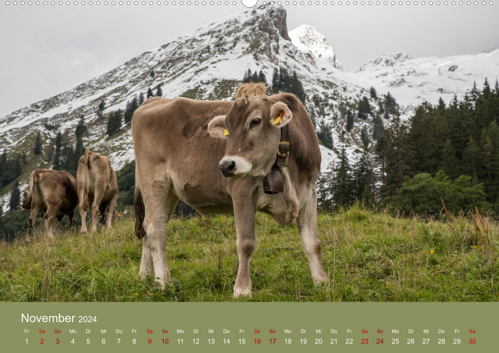 Bovins Allgäu 2024 (calendrier mural CALVENDO Premium 2024) 