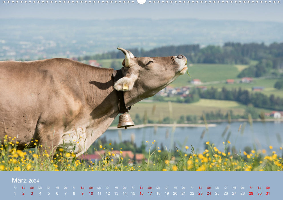 Bovins Allgäu 2024 (calendrier mural CALVENDO Premium 2024) 