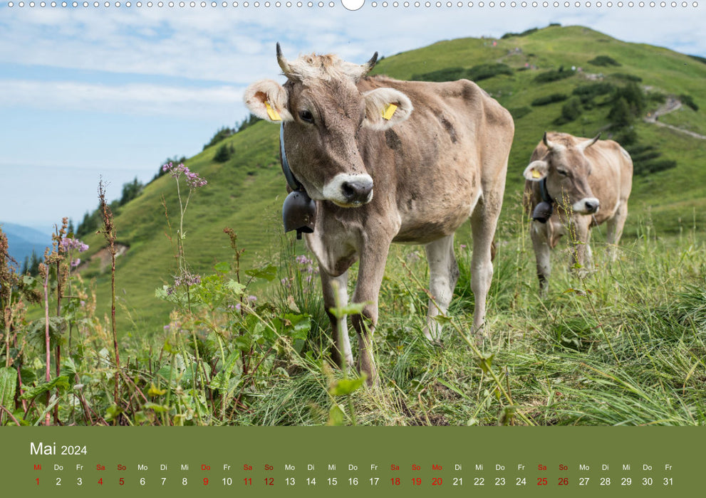 Bovins Allgäu 2024 (calendrier mural CALVENDO Premium 2024) 