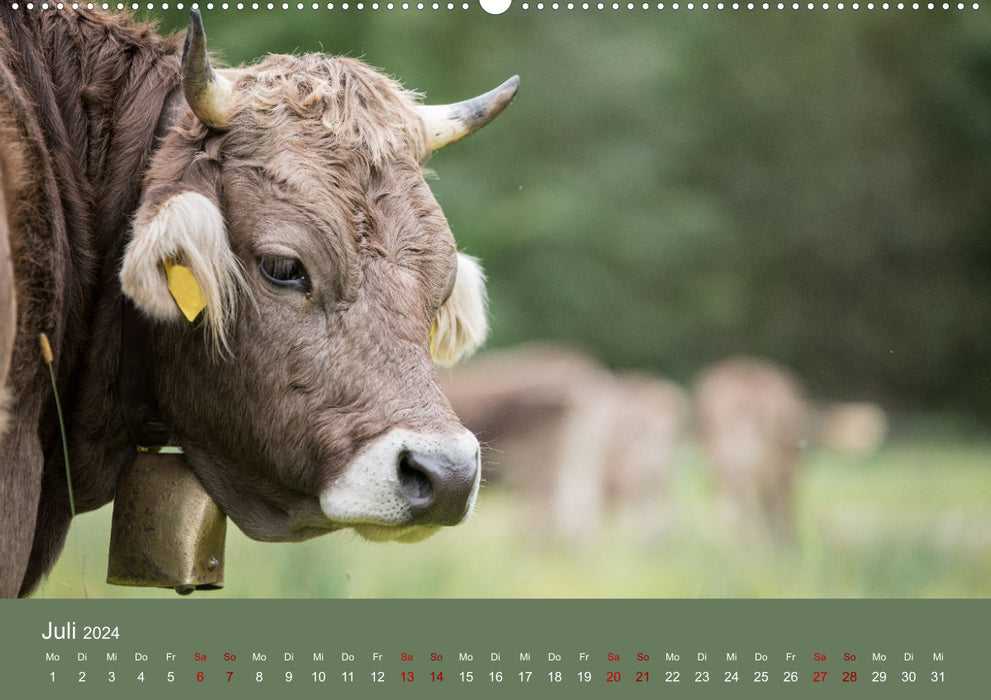 Bovins Allgäu 2024 (calendrier mural CALVENDO Premium 2024) 