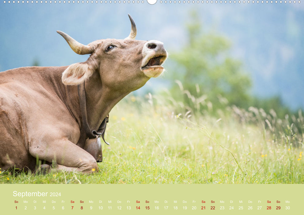 Bovins Allgäu 2024 (calendrier mural CALVENDO Premium 2024) 