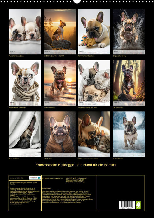 Bouledogue français - un chien pour la famille (Calendrier mural CALVENDO 2024) 