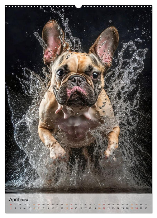 French Bulldog - a dog for the family (CALVENDO wall calendar 2024) 