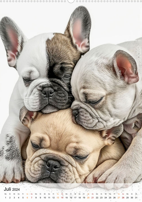 Bouledogue français - un chien pour la famille (Calendrier mural CALVENDO Premium 2024) 