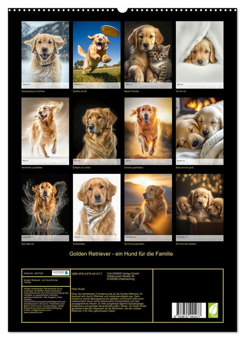 Golden Retriever - un chien pour la famille (Calendrier mural CALVENDO Premium 2024) 
