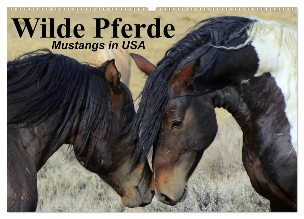 Chevaux sauvages • Mustangs aux USA (calendrier mural CALVENDO 2024) 