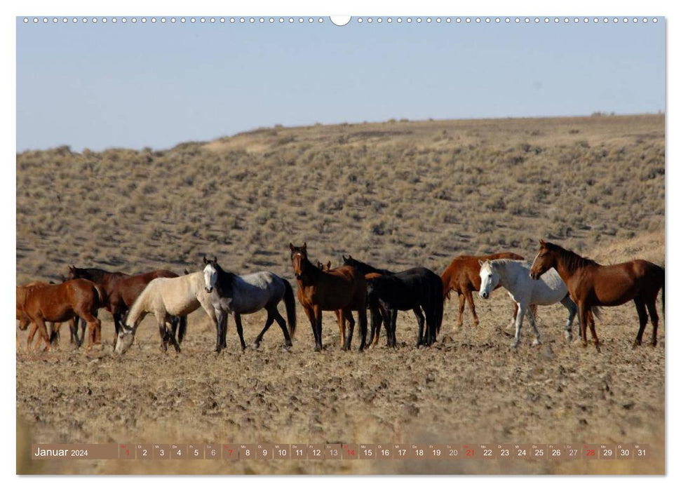 Wilde Pferde • Mustangs in USA (CALVENDO Wandkalender 2024)