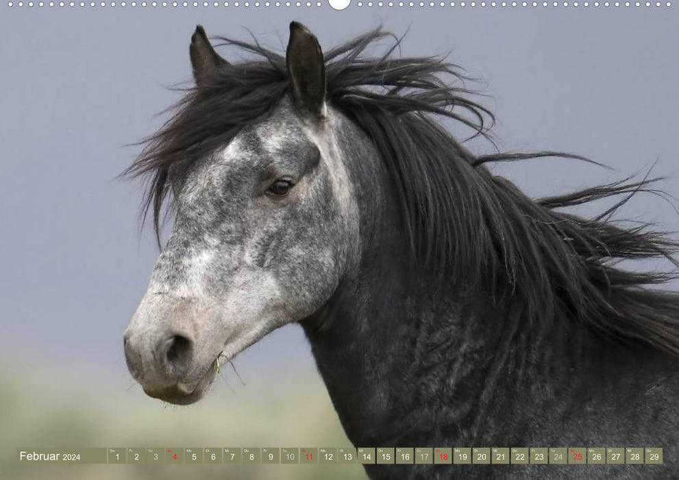 Wilde Pferde • Mustangs in USA (CALVENDO Wandkalender 2024)