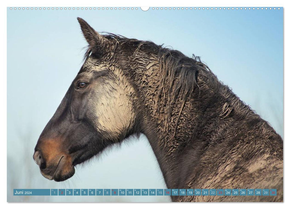 Chevaux sauvages • Mustangs aux USA (calendrier mural CALVENDO 2024) 