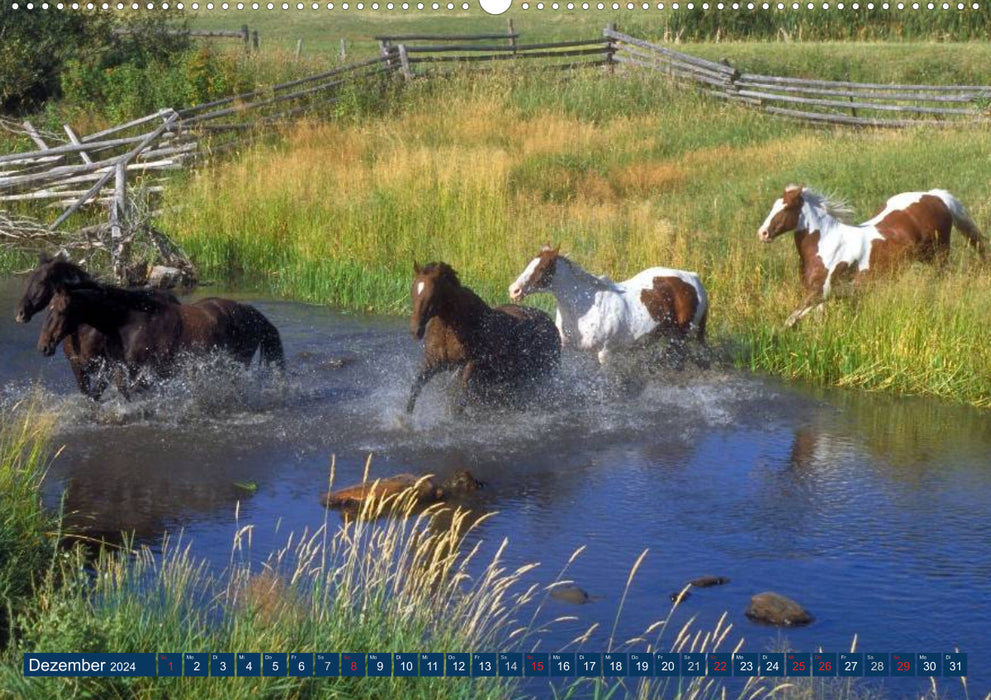 Chevaux sauvages • Mustangs aux États-Unis (Calendrier mural CALVENDO Premium 2024) 