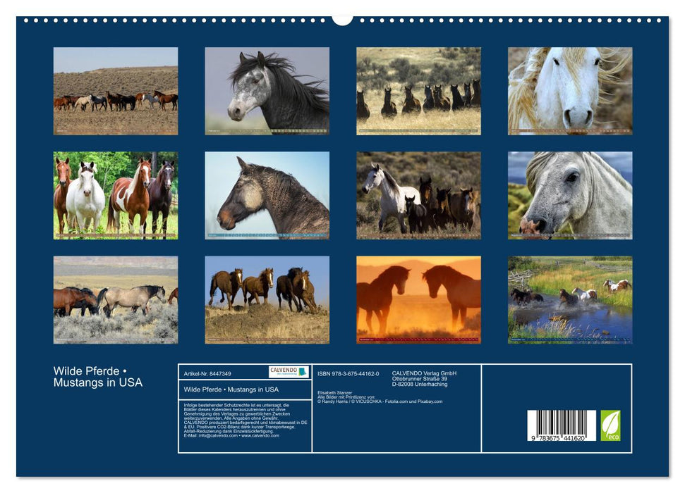 Wilde Pferde • Mustangs in USA (CALVENDO Premium Wandkalender 2024)