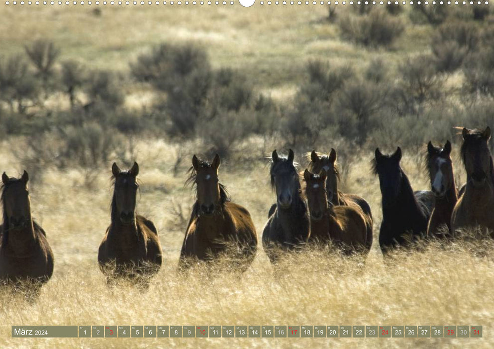 Wilde Pferde • Mustangs in USA (CALVENDO Premium Wandkalender 2024)