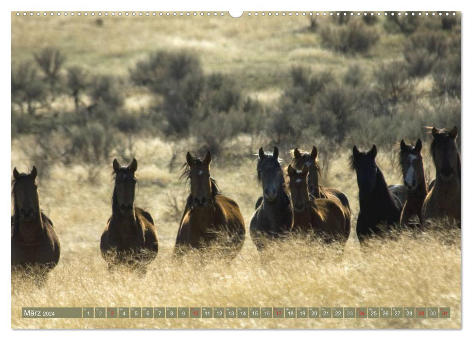 Wilde Pferde • Mustangs in USA (CALVENDO Premium Wandkalender 2024)