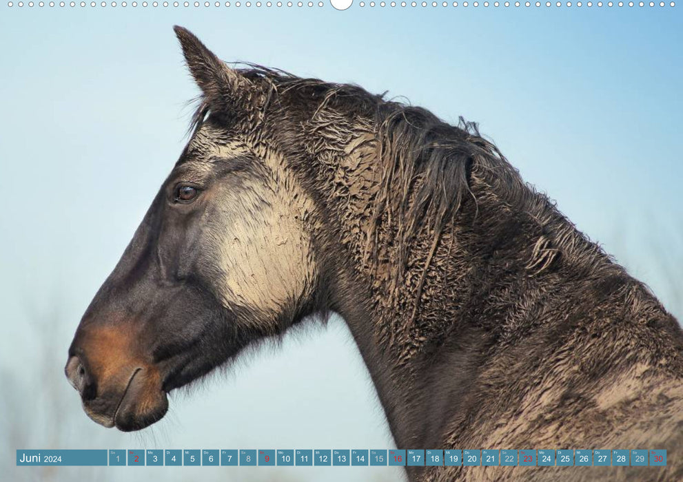 Wilde Pferde • Mustangs in USA (CALVENDO Premium Wandkalender 2024)