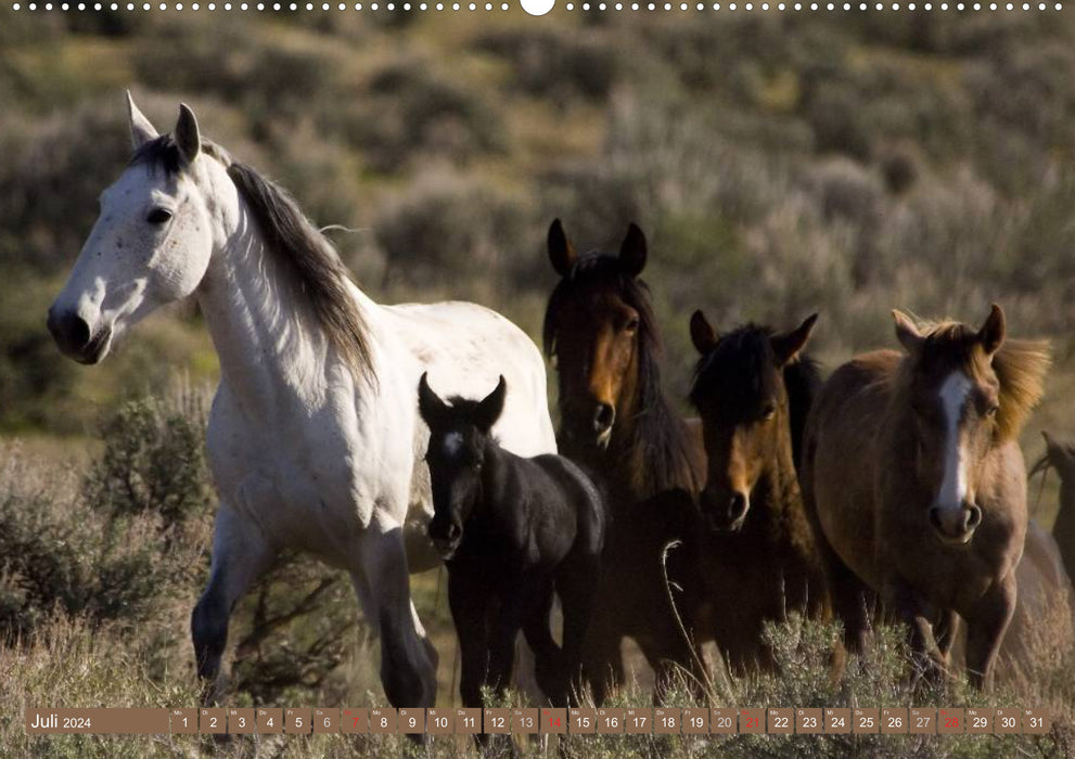 Chevaux sauvages • Mustangs aux États-Unis (Calendrier mural CALVENDO Premium 2024) 