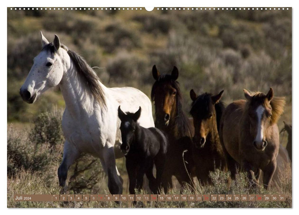 Wilde Pferde • Mustangs in USA (CALVENDO Premium Wandkalender 2024)