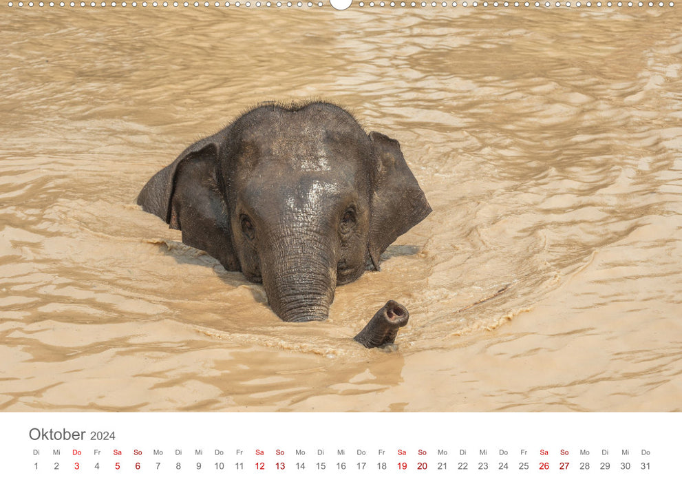 Éléphants - baignade, éclaboussures, troncs (calendrier mural CALVENDO 2024) 