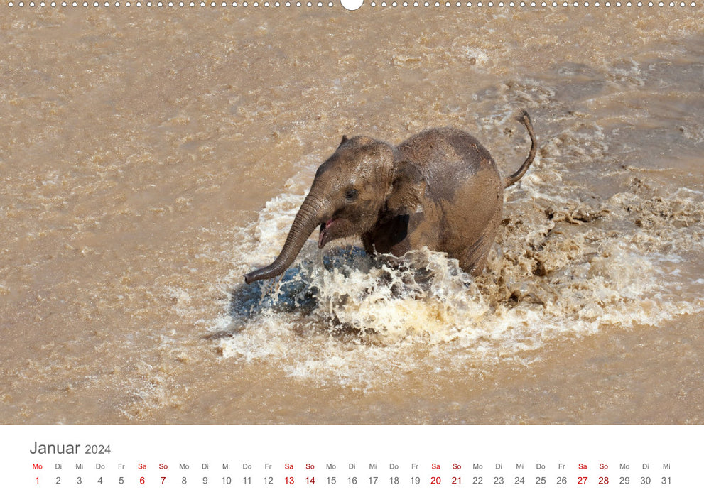 Éléphants - baignade, éclaboussures, troncs (calendrier mural CALVENDO 2024) 