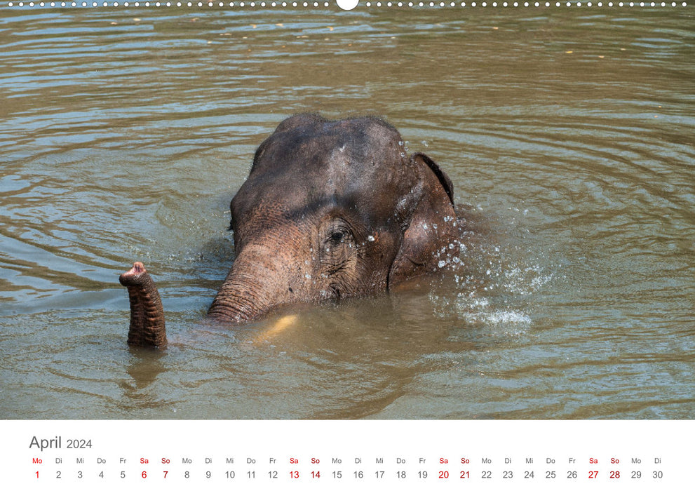 Elefanten - Baden, Planschen, Rüsseln (CALVENDO Wandkalender 2024)