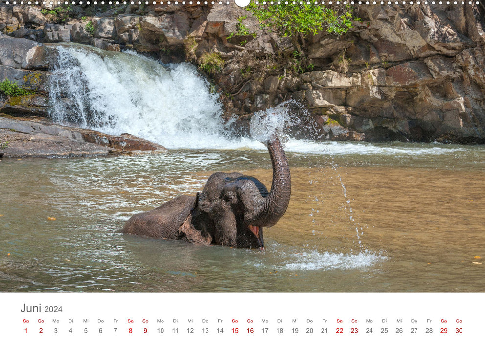 Elefanten - Baden, Planschen, Rüsseln (CALVENDO Wandkalender 2024)
