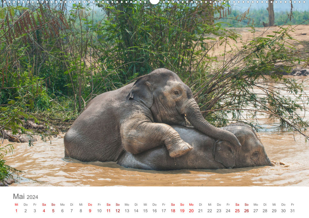 Elefanten - Baden, Planschen, Rüsseln (CALVENDO Premium Wandkalender 2024)