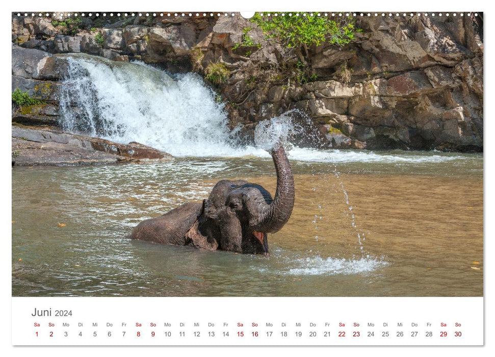 Elefanten - Baden, Planschen, Rüsseln (CALVENDO Premium Wandkalender 2024)