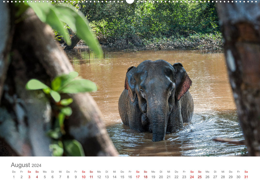 Éléphants - baignade, éclaboussures, troncs (Calendrier mural CALVENDO Premium 2024) 
