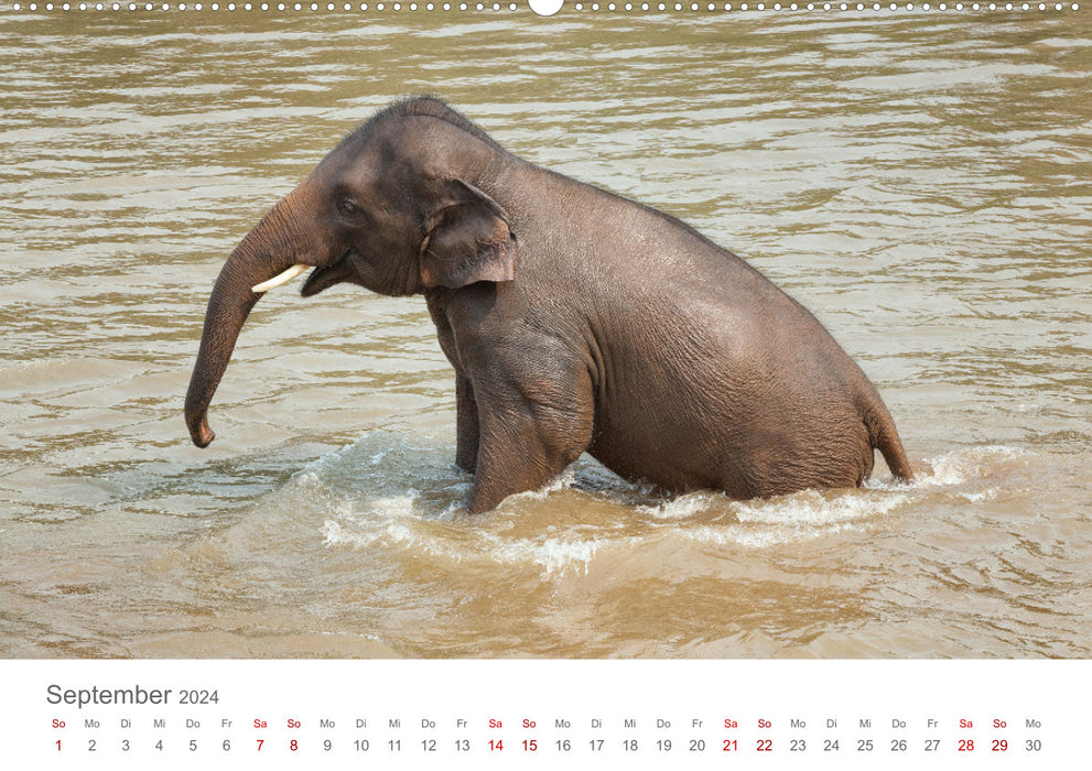 Elefanten - Baden, Planschen, Rüsseln (CALVENDO Premium Wandkalender 2024)